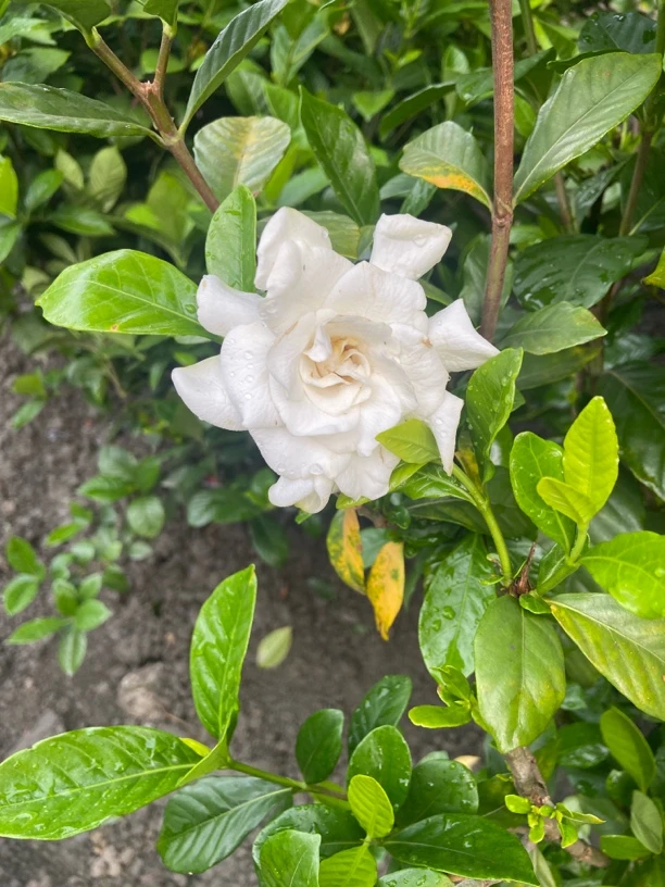 大叶玫瑰栀子花一物一拍