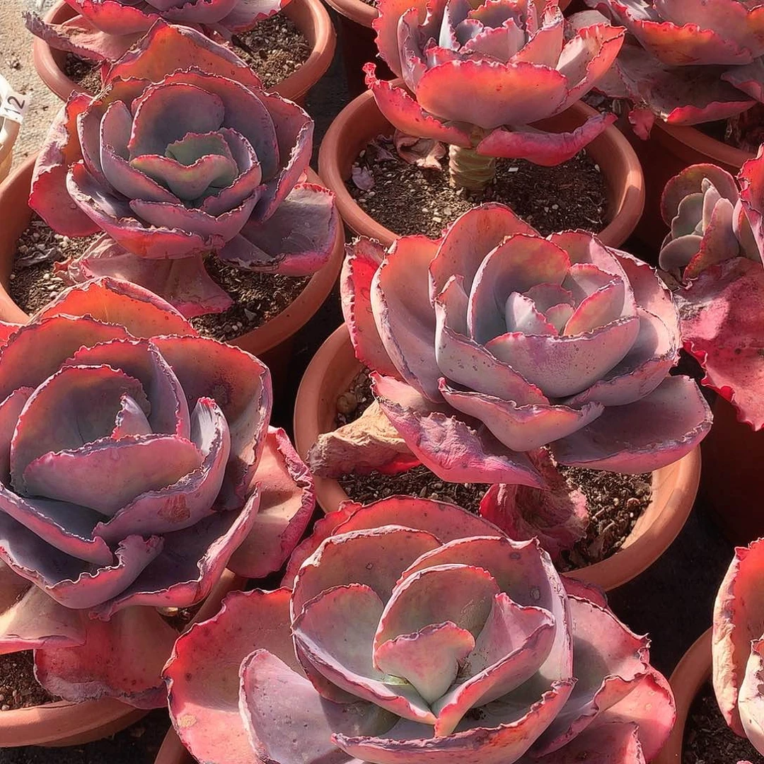 大单头蓝色妖姬 微瑕 年底福利