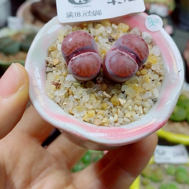 生石花花花花花花花花452