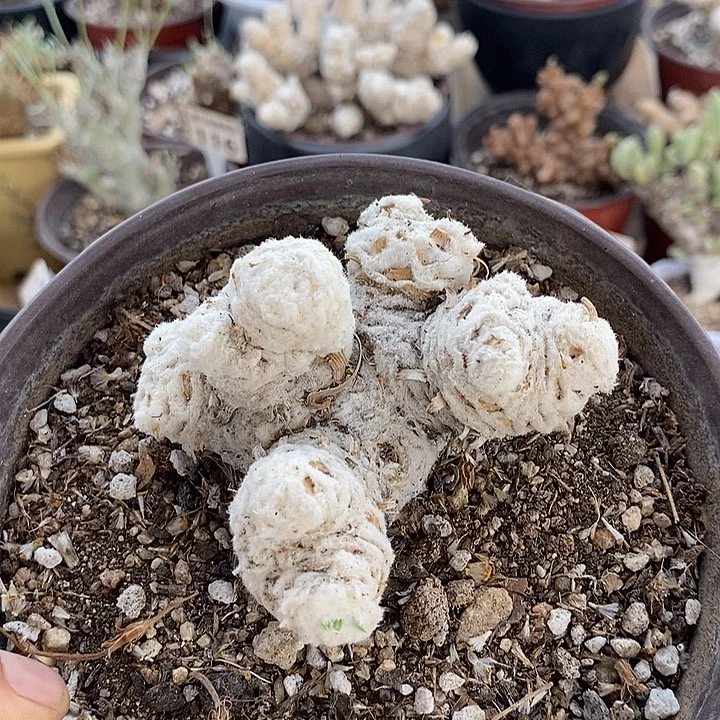 900一刨花厚敦菊一一一一一一一