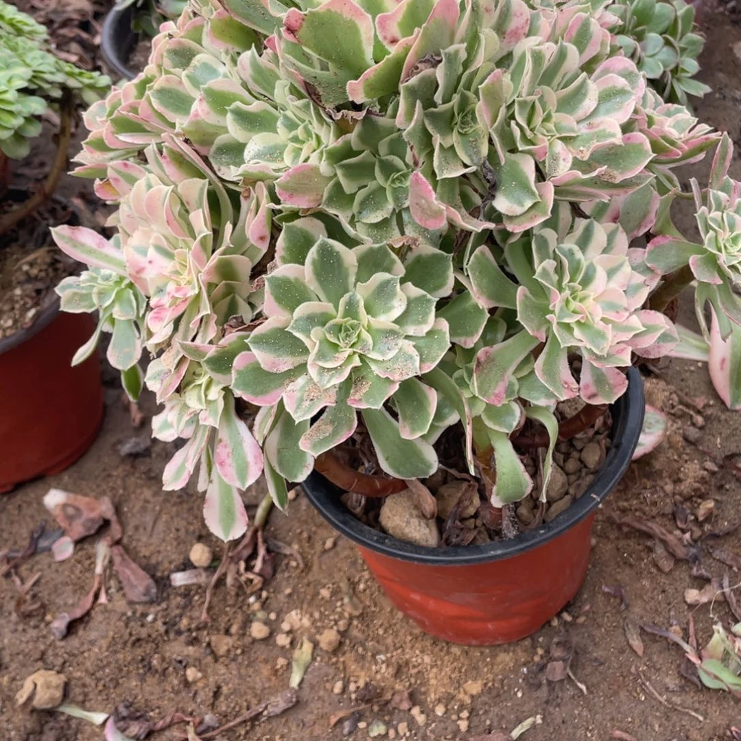 827男神多肉法师断枝不包