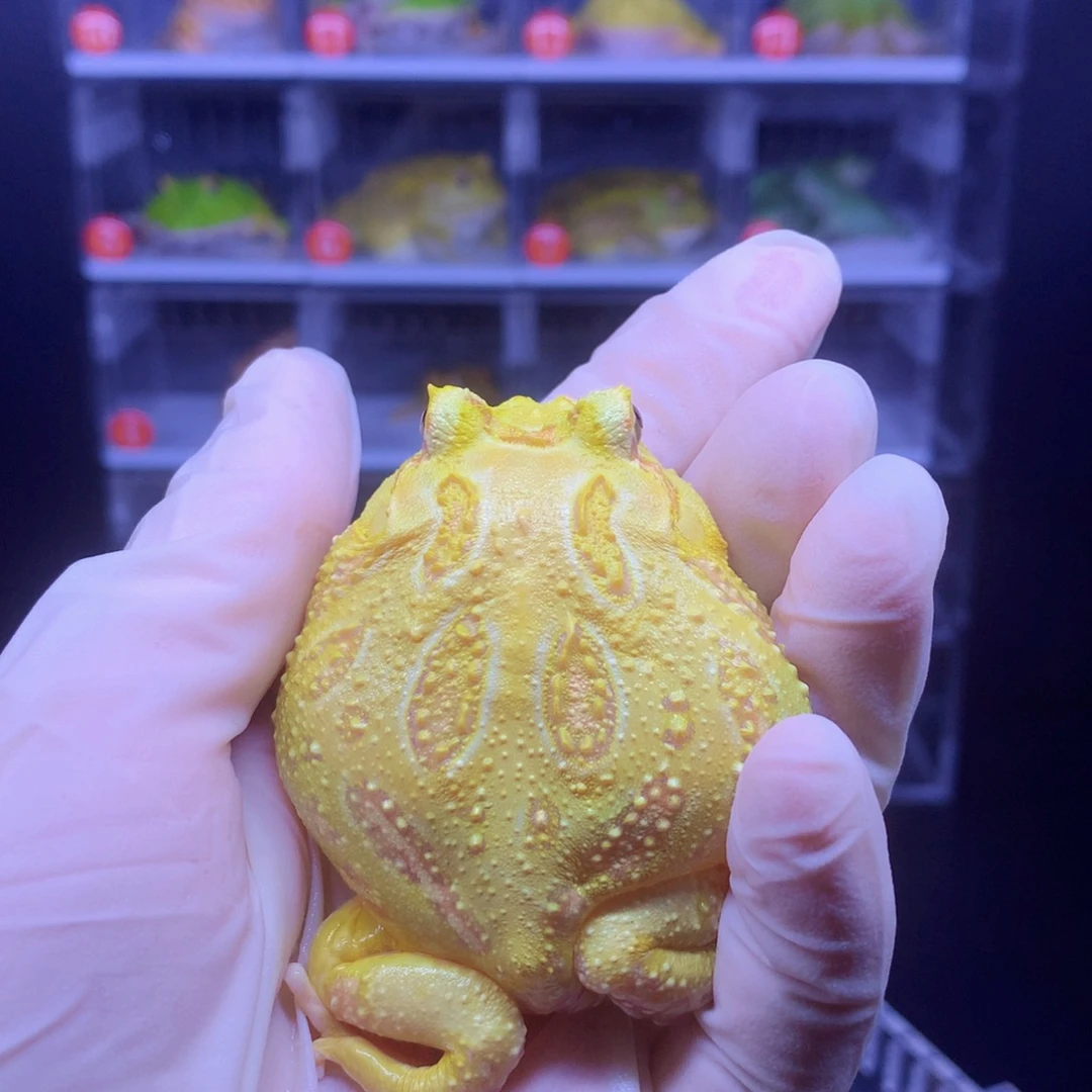 角蛙闪购角蛙专拍链接