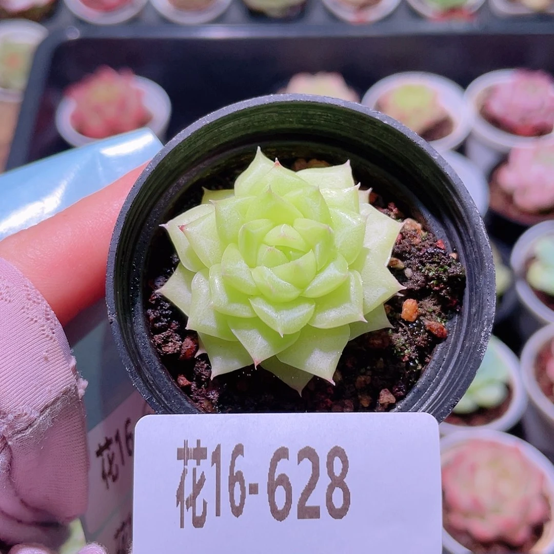 花利美16-628白天鹅