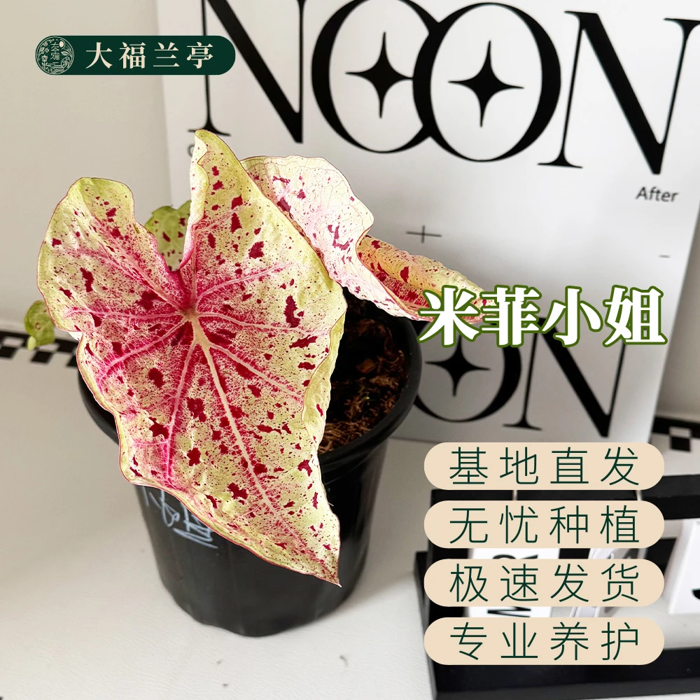 【米菲小姐】彩叶芋桌面阳台室内热植ins风（微叶损无售后）