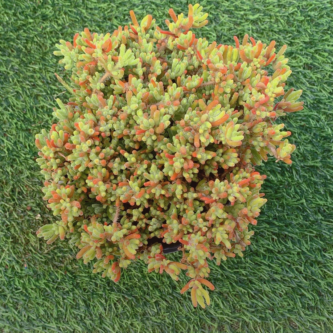 枝杆番杏精品多肉植物盆栽阳台花卉好养易养一单包邮