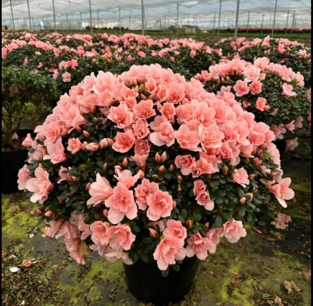 小桃红杜鹃花盆栽带花苞发货四季开花室内外好养护花卉顺丰包邮