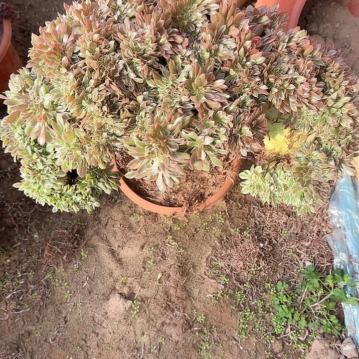 用****7缀话脱土发货缀话