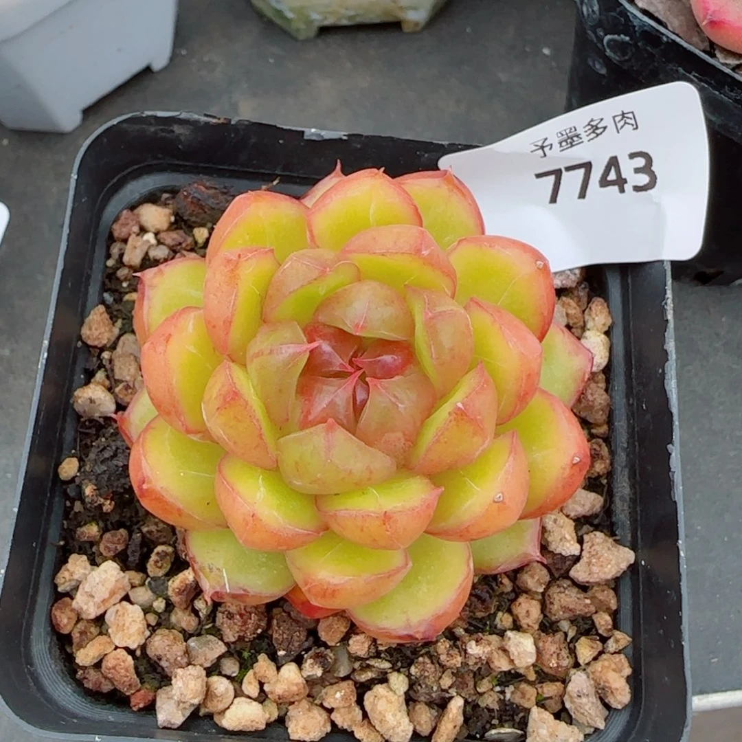 糖果珍妮，7743多肉植物