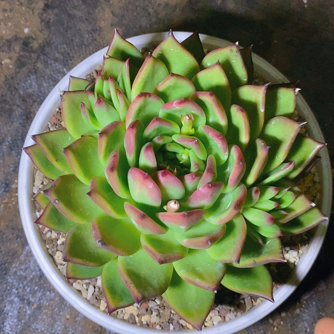 多肉植物钻系贝拉