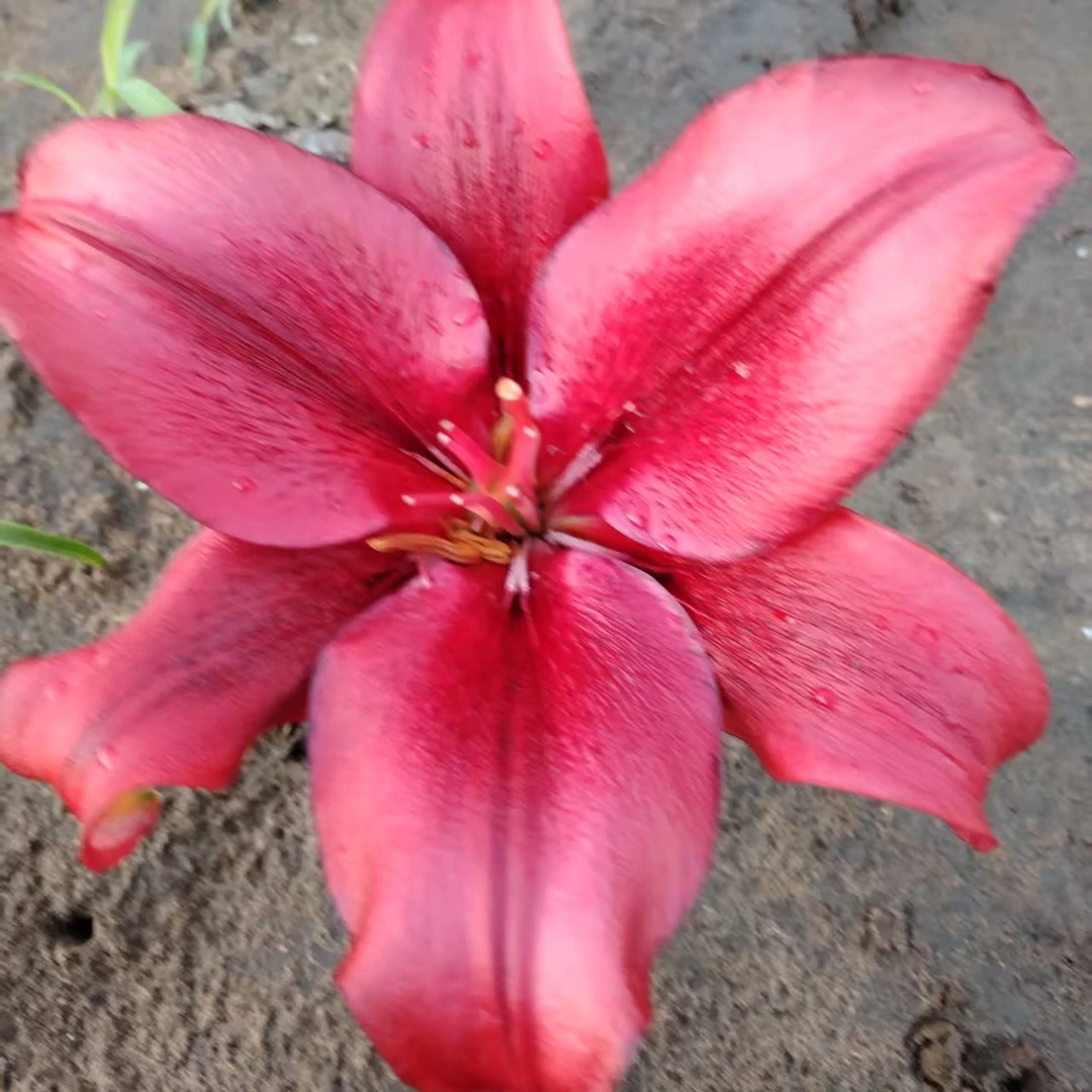 黑美人单瓣无香中球5个