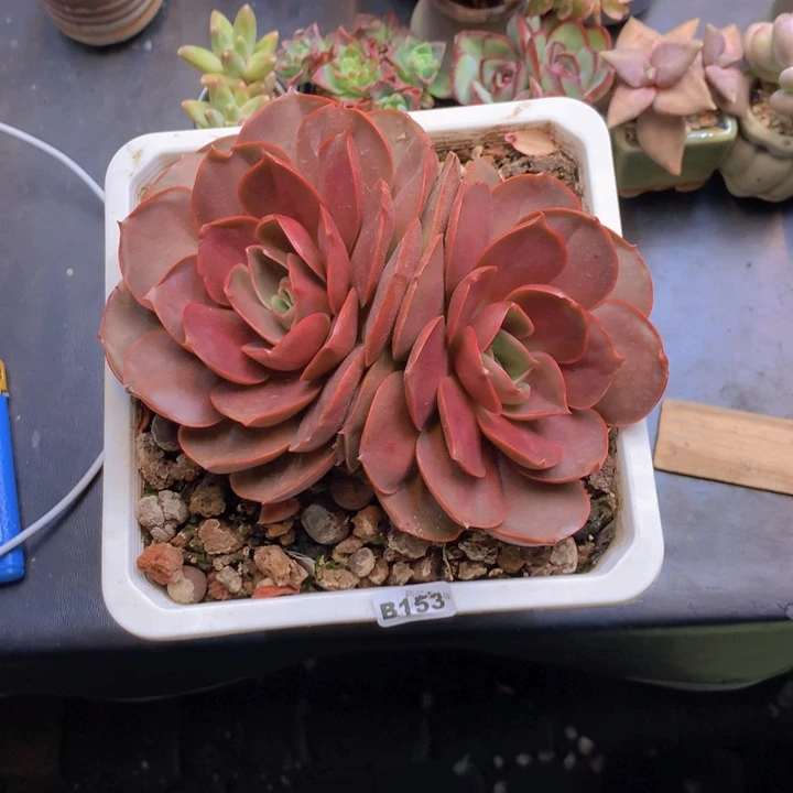 一物一拍含盆土满38包邮B153