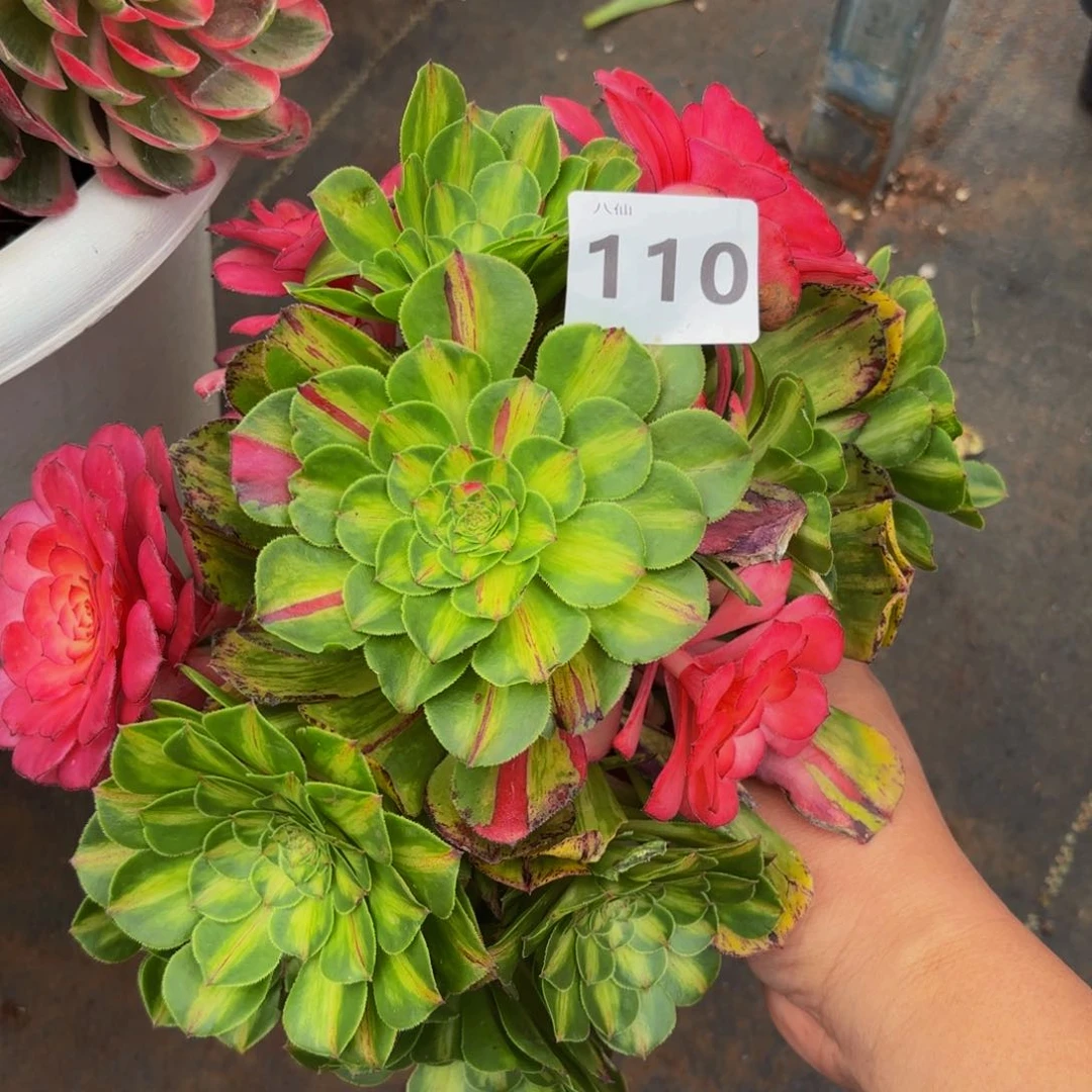 110多肉植物知否无根