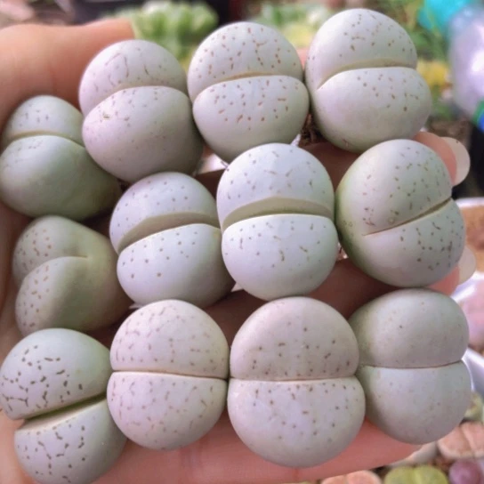 0021，2.3厘米左右如图