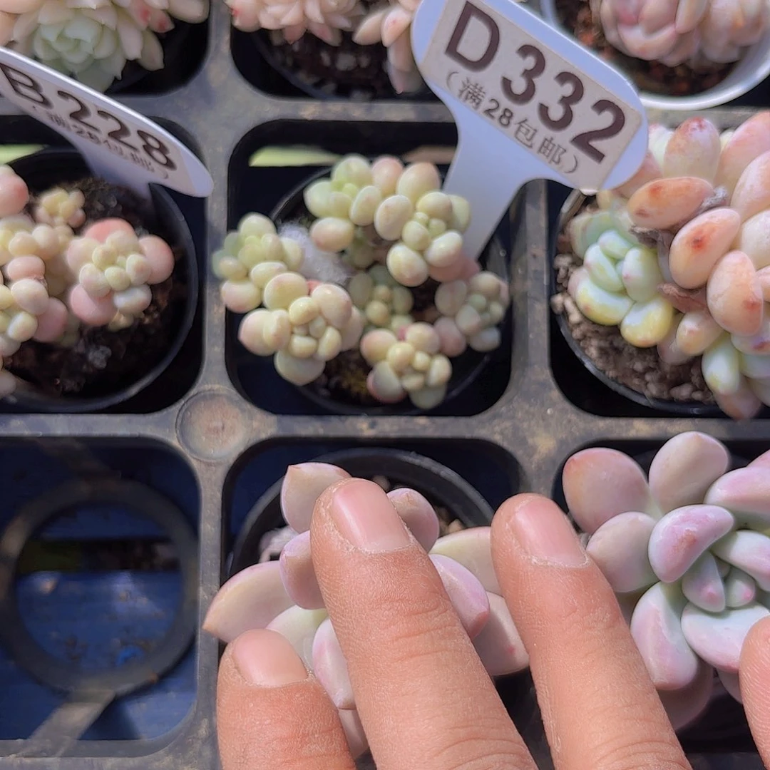 D332鱼子酱一物一拍