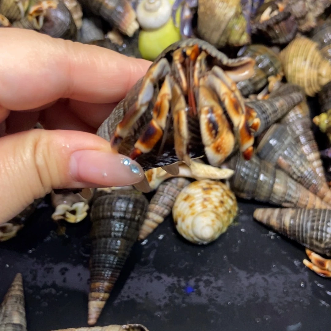 2口左右马岛深紫寄居蟹