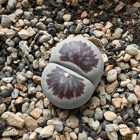 3334，菊花纹，带疤痕特价