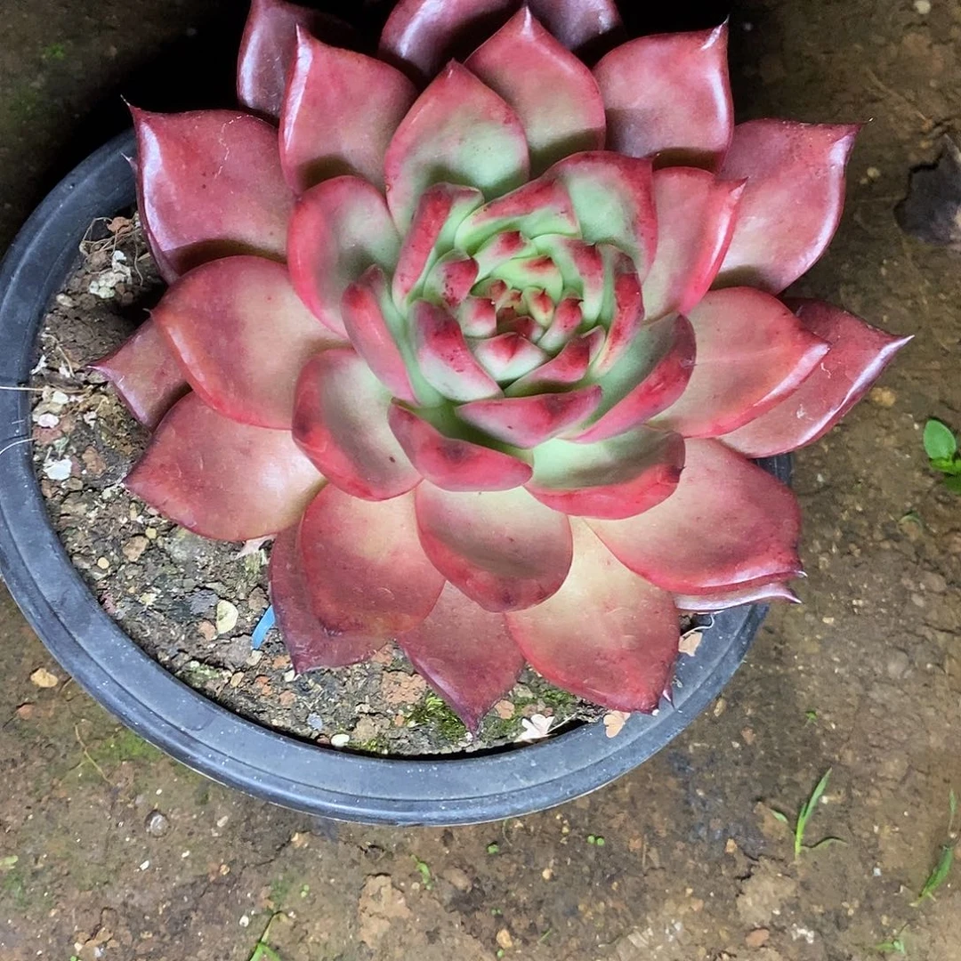 多肉植物韩版红钻