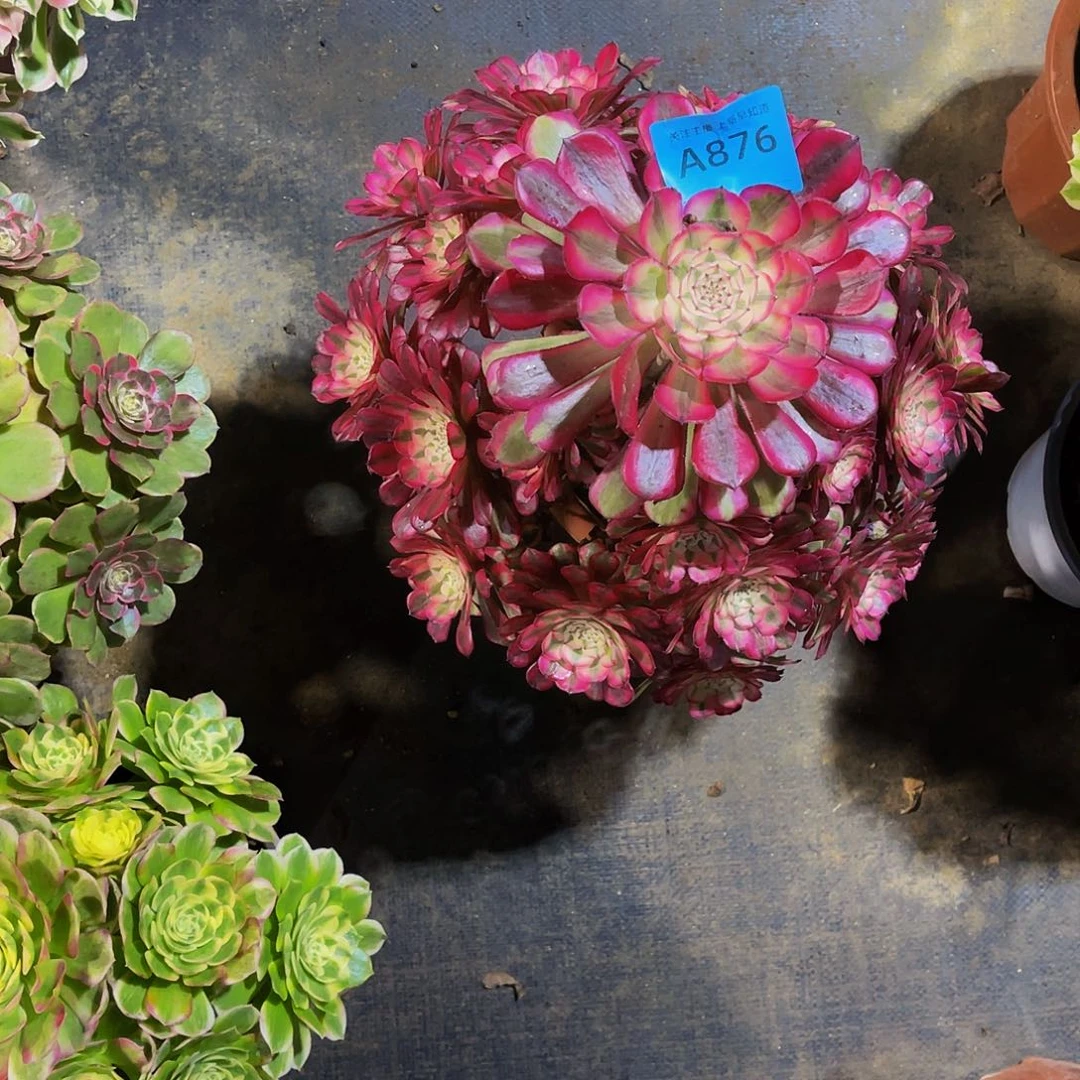 半**过多肉红桐白福利876