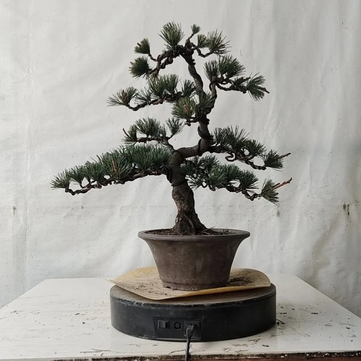 五针松老盆口老桩