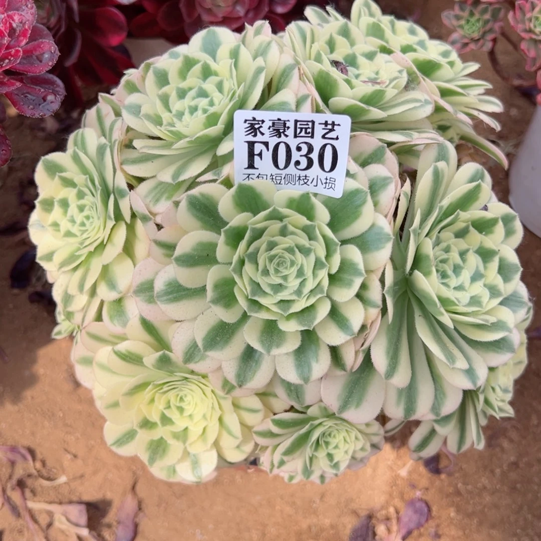 030迈巴赫尺寸20左右
