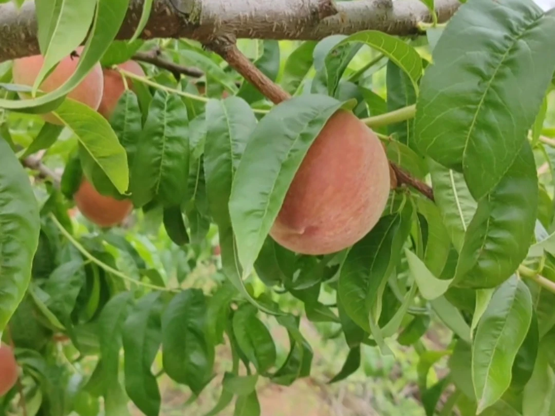 四川甜桃子大果巴适桃现货脆甜新鲜水果桃子毛桃现摘当季时令水果