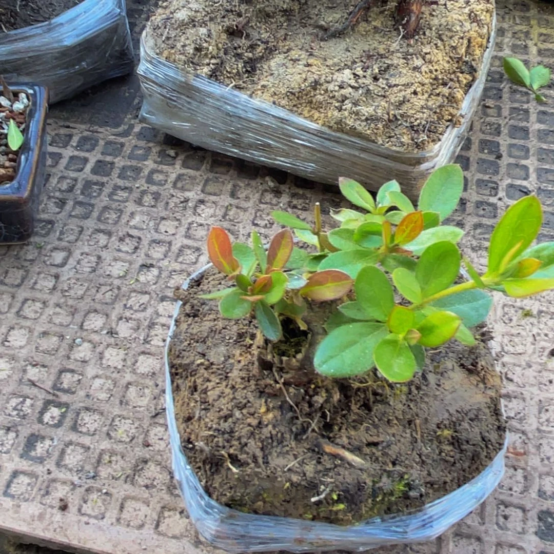 T***m当前无花朵，栽培后可花朵