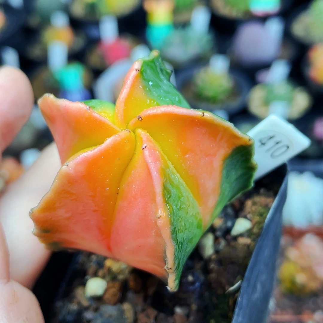 非偏远地区满25包邮仙人球