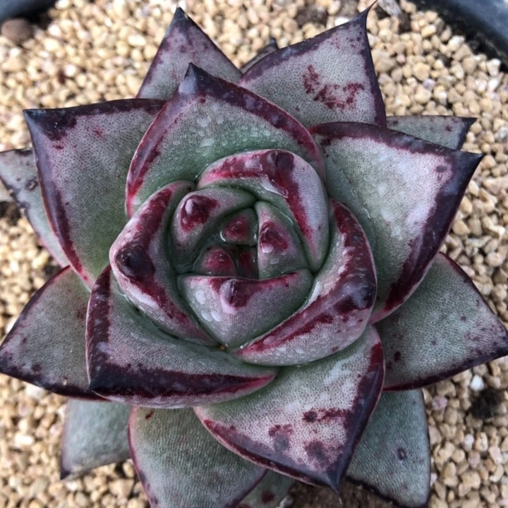 小脸元宝体00000000002