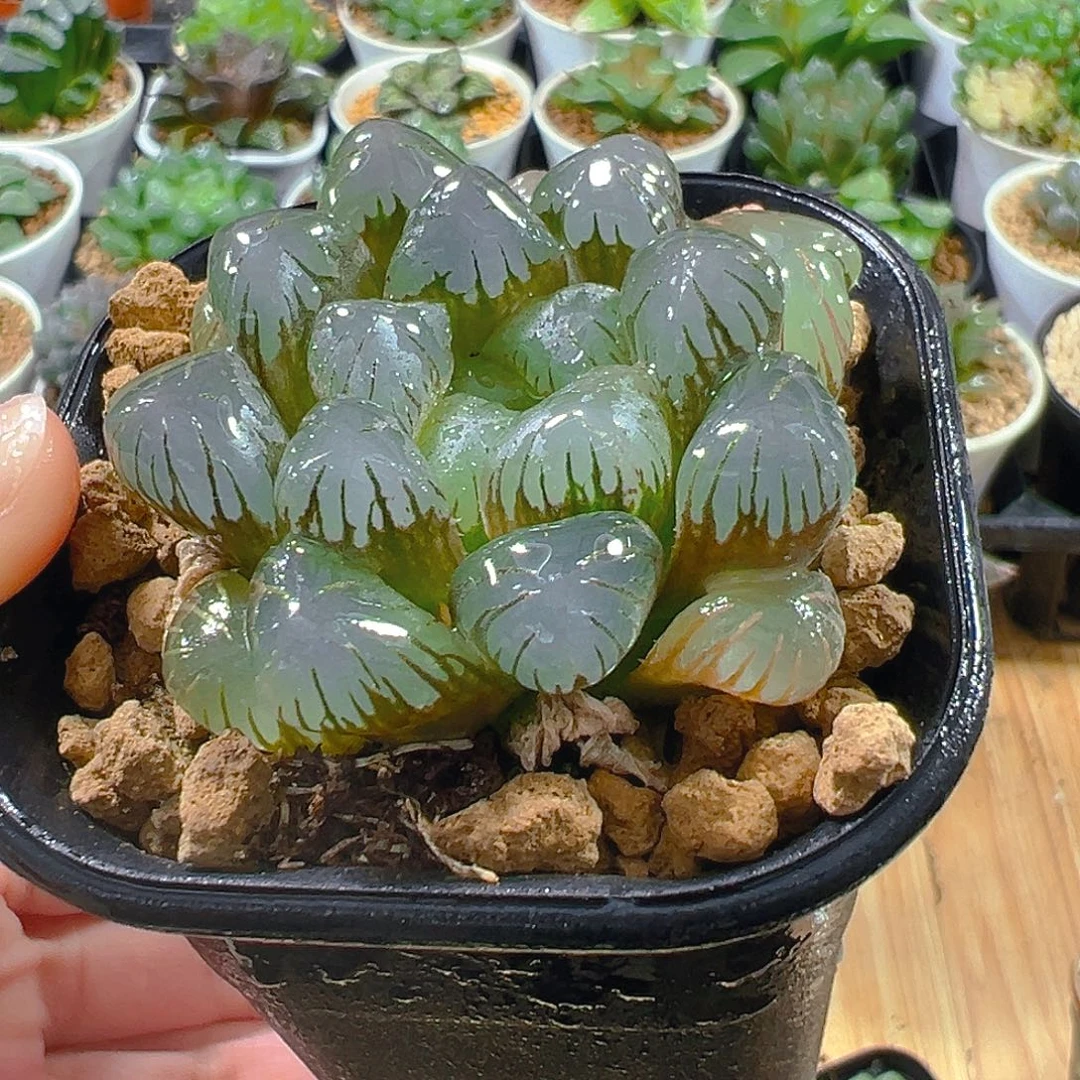 万象盆紫姬玉露多肉植物一颗