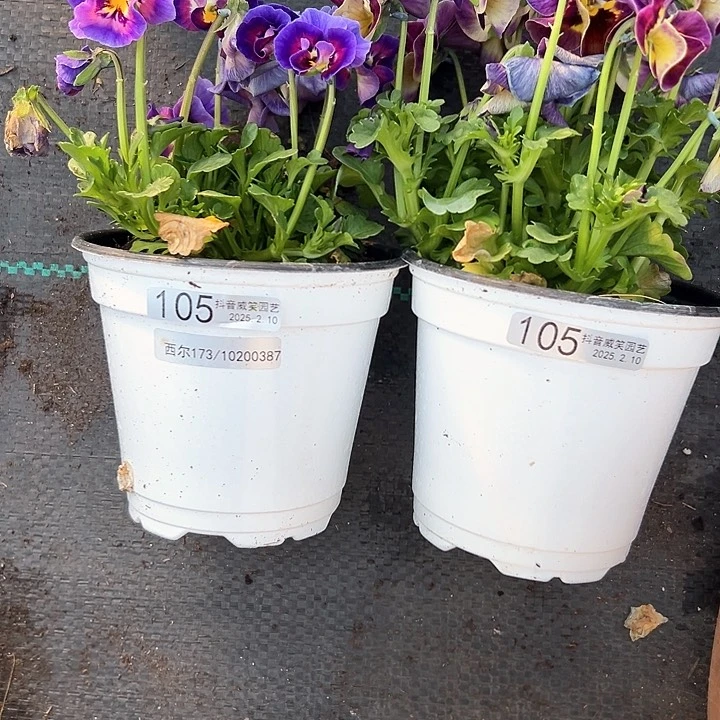 水晶抖音直播闪拍105