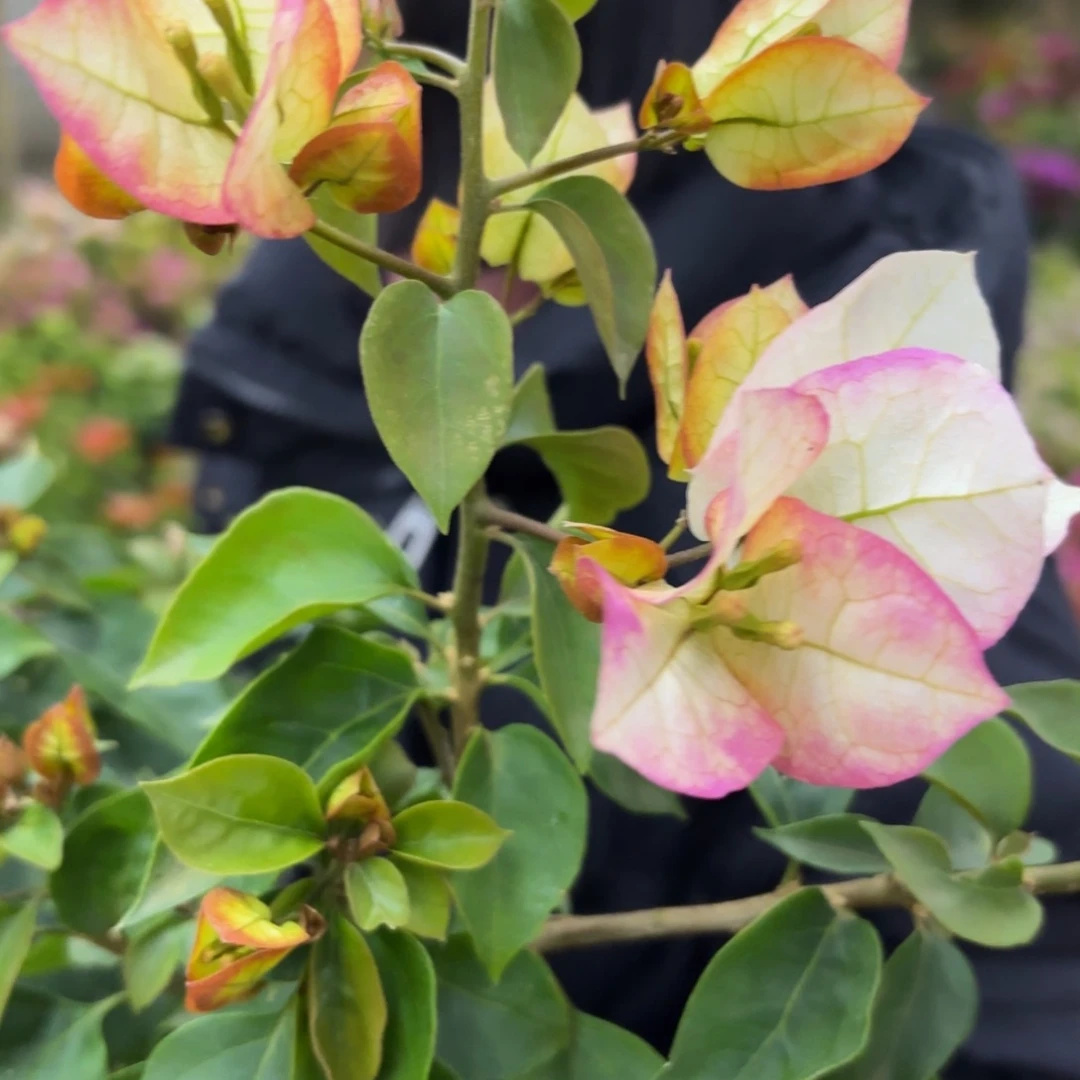 完全开放（陆离）三角梅会落花落叶会光杆苗有大有小