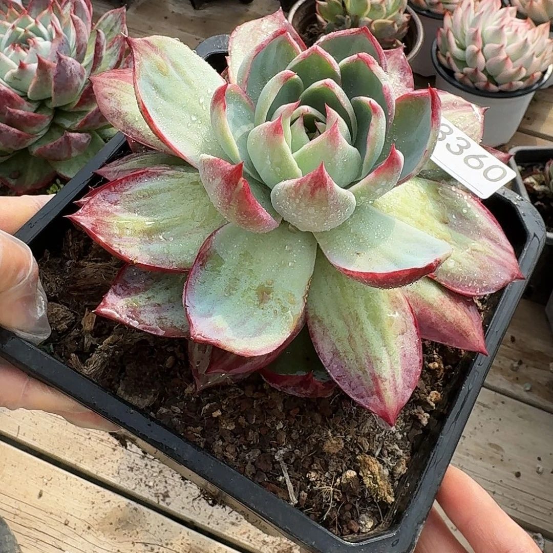 惊鸿仙子 3360.......