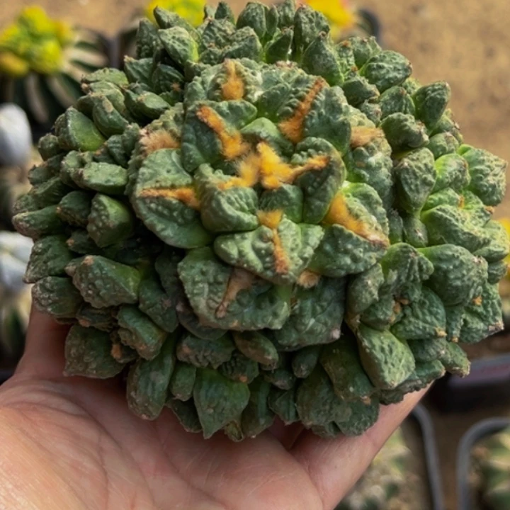 无花朵福利金毛大尤龟甲牡丹群403