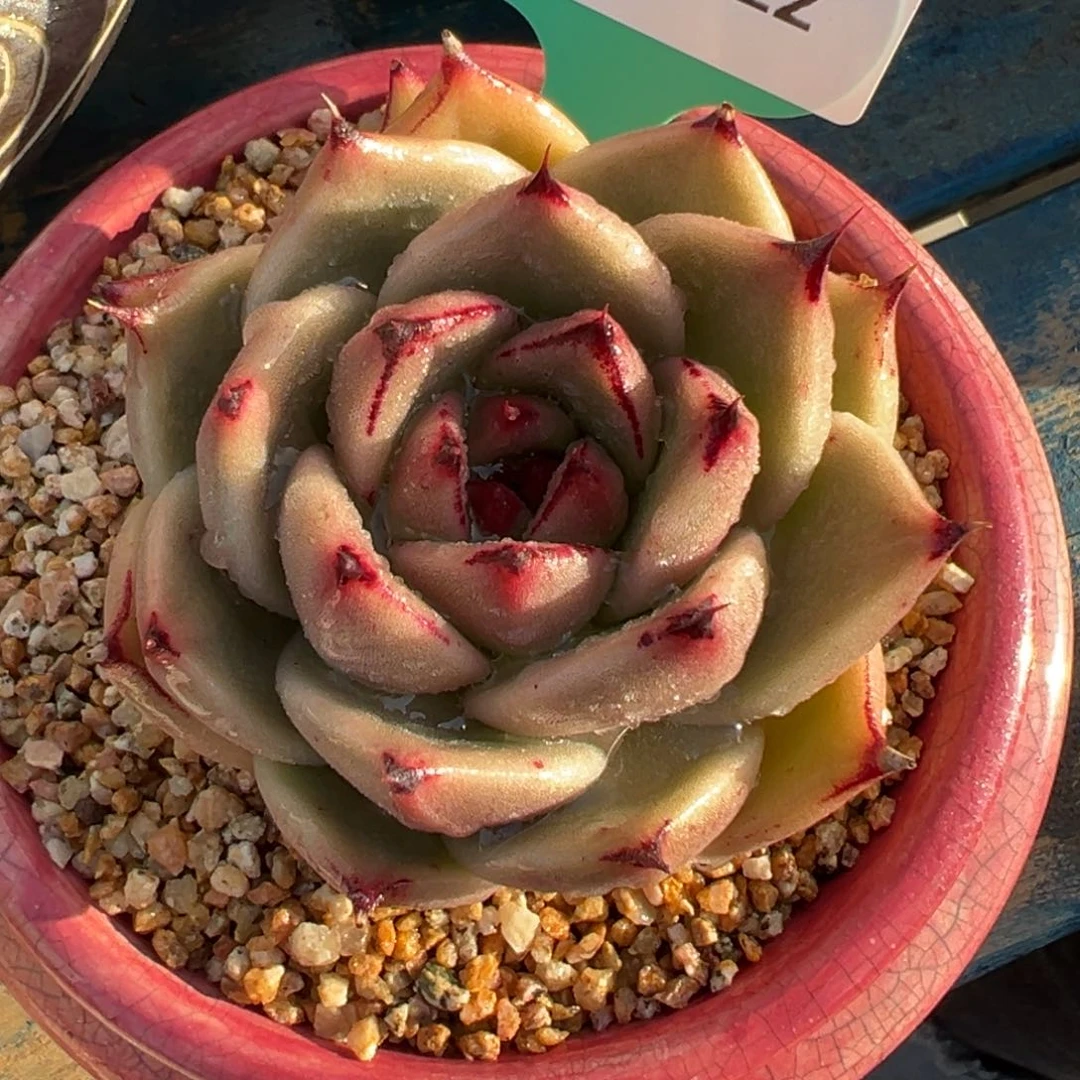 从前慢多肉精选编号0212.22