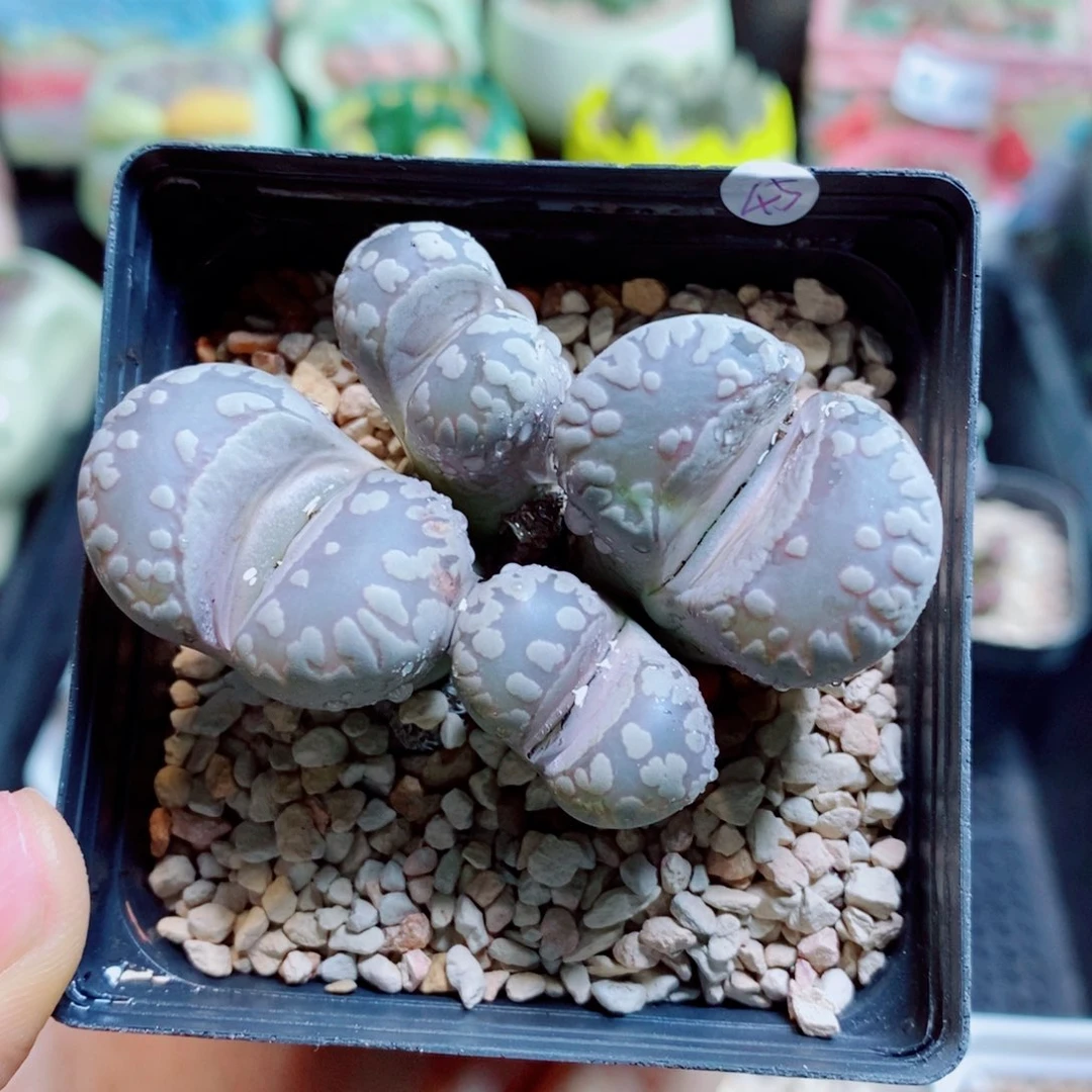 生石花花花花花花花924