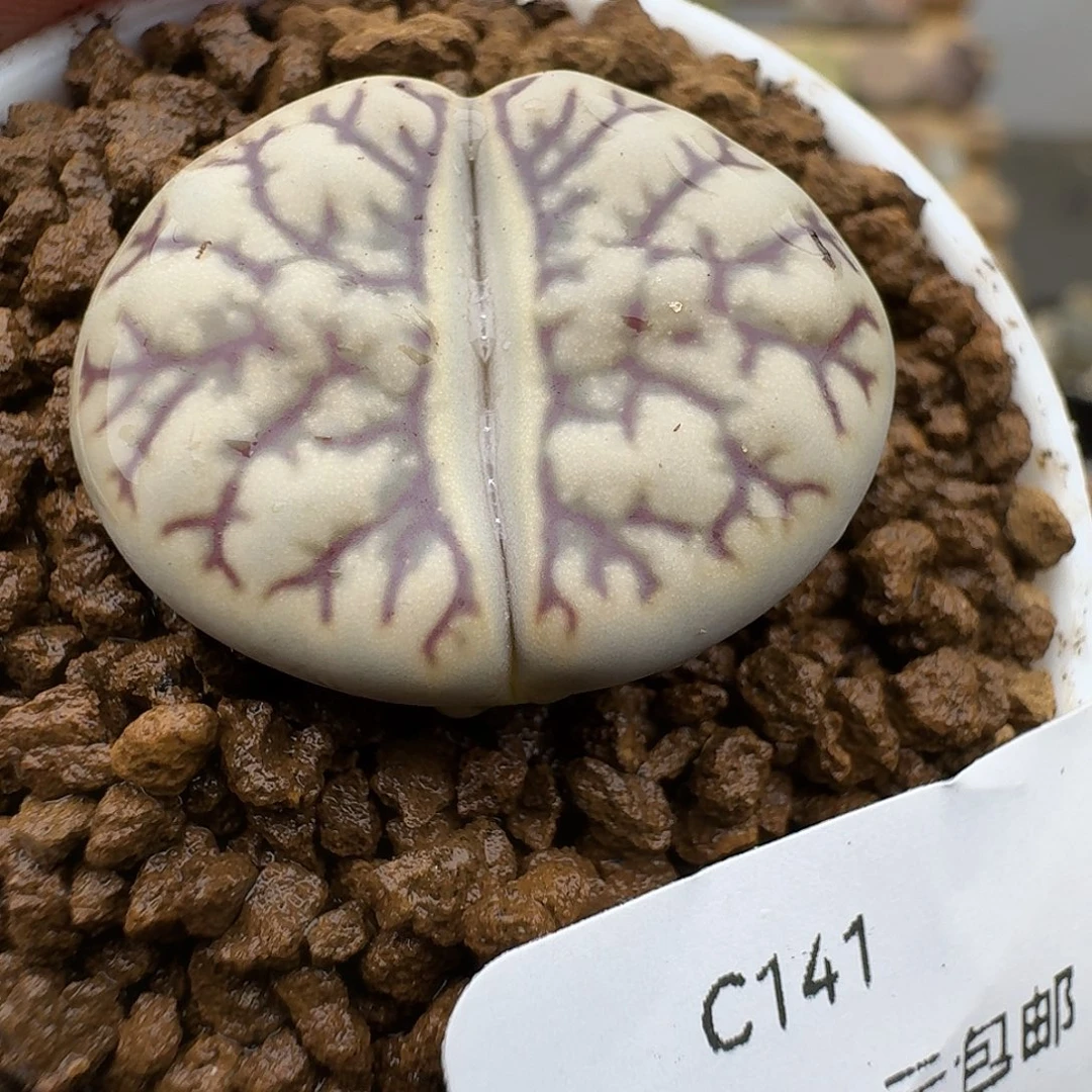 141多肉哈哈哈哈宝贝