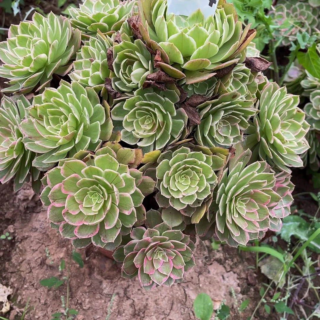 用***7多肉法师334号莲花座发货发货