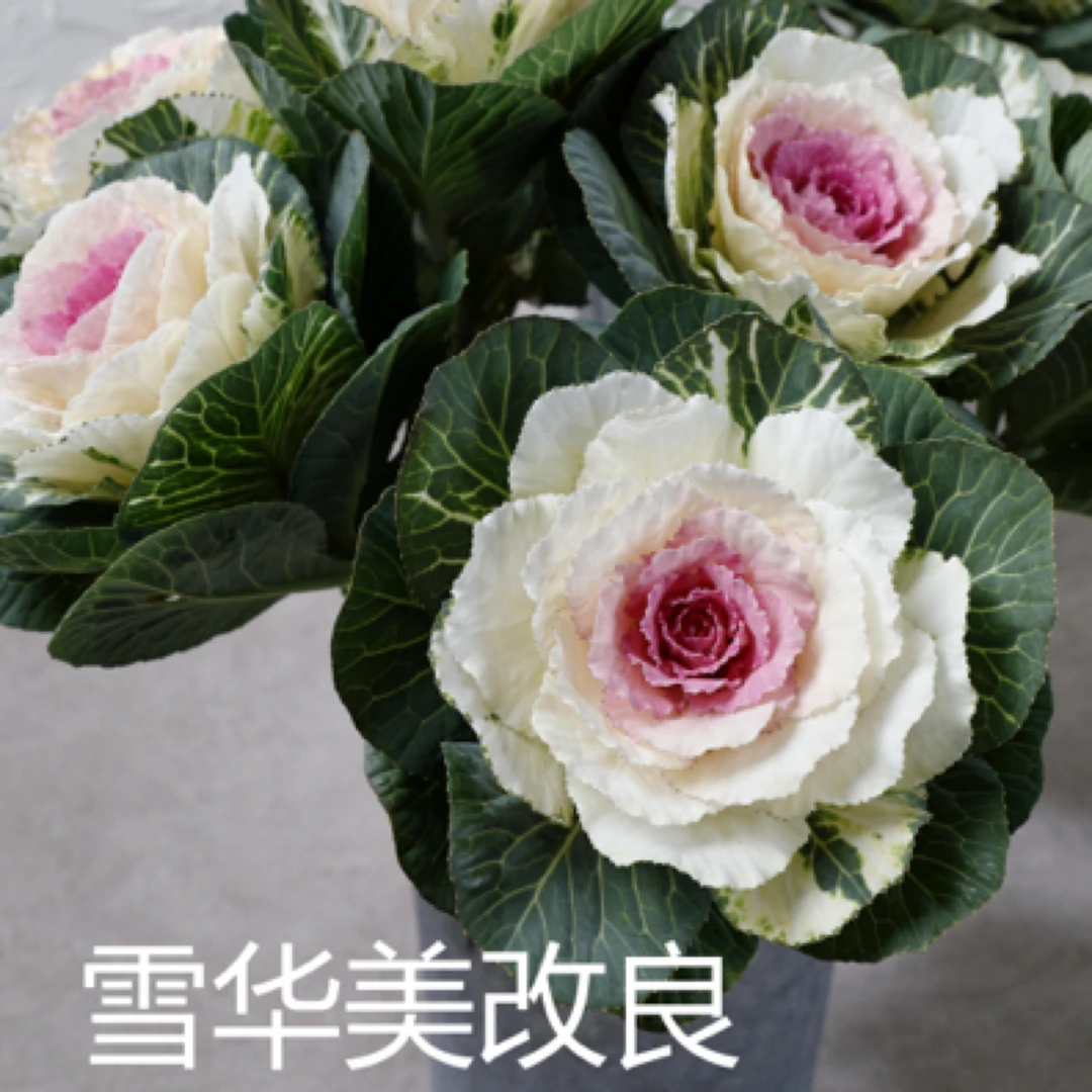 羽衣甘蓝新品改良雪华美玫瑰多头盆栽 耐寒耐热冬日玫瑰 庭院阳台