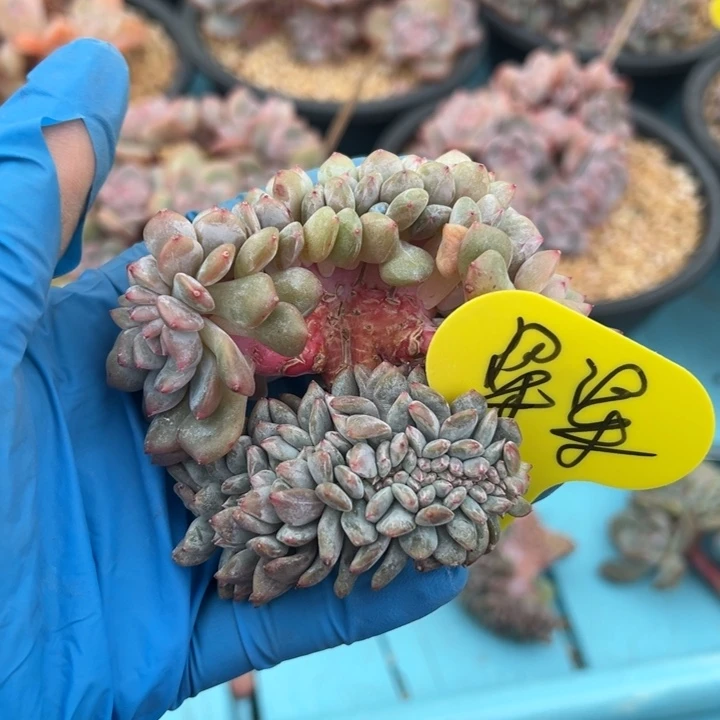 梁*石榴籽星影小树和突尼斯小树