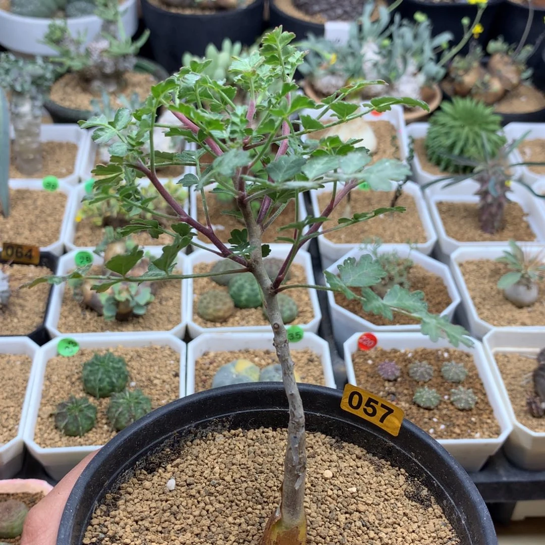 实生橡木漆树带盆057号