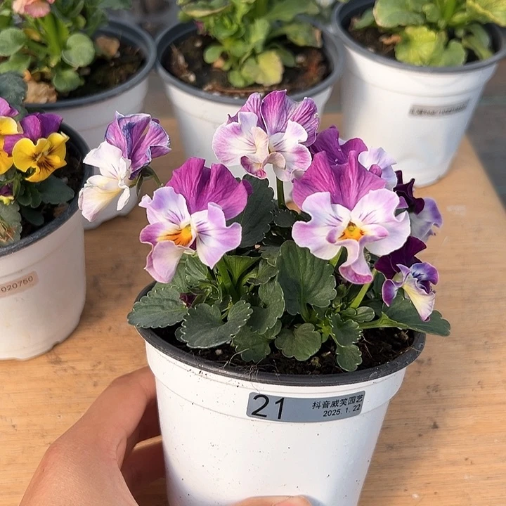 红陶抖音直播闪拍21