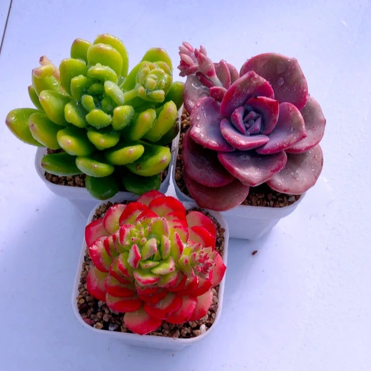 多肉植物春萌彩虹糖火焰蒂亚送盆土32