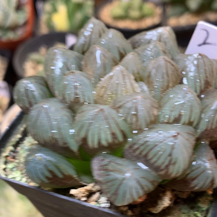 龙爪玉露带盆土发货的