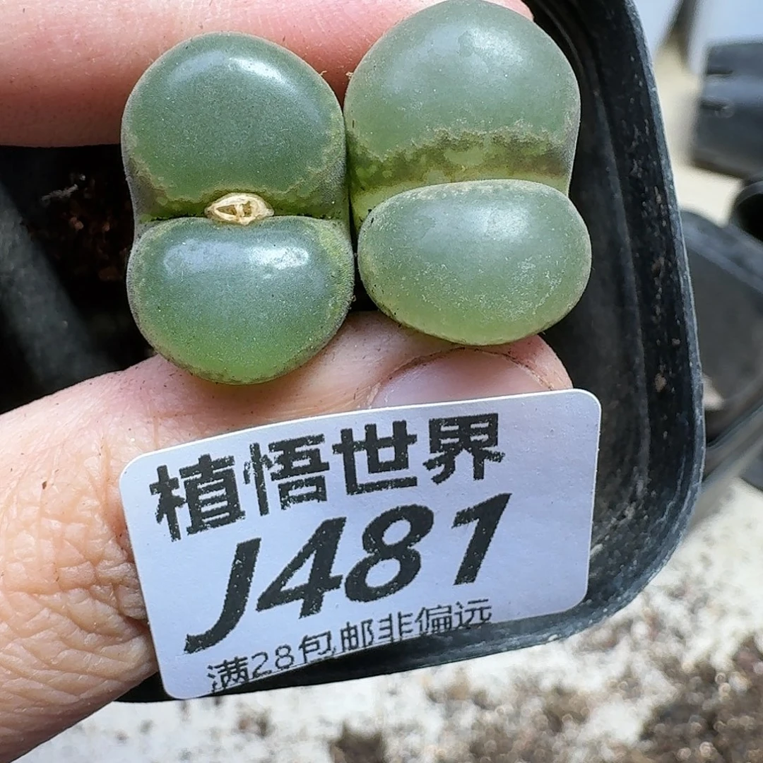 多肉植物的润泽ghj