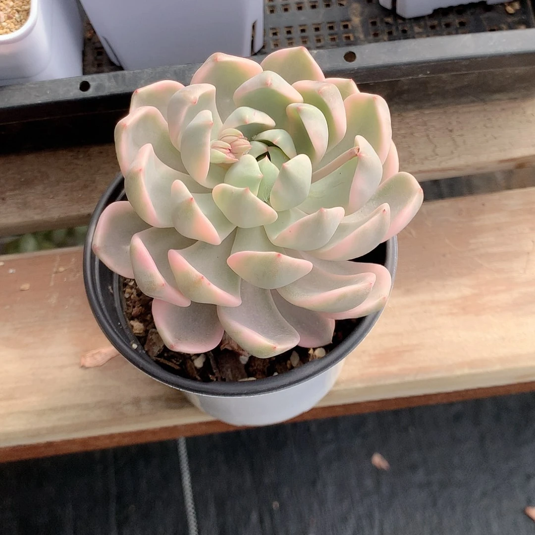 红粉佳人多肉植物老桩