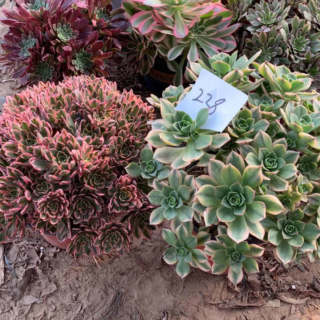 238多肉植物盆栽植物