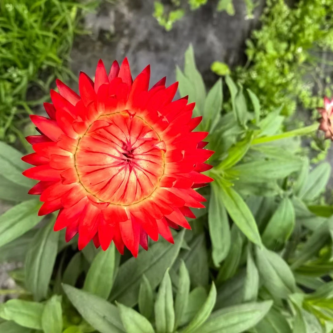 麦秆菊蜡菊多年生永生花花期长