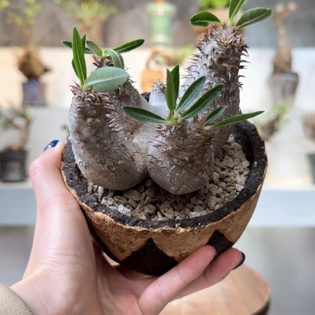 精品伊洛棒槌一物一拍