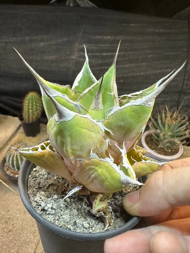 仙人球龙舌兰黑豹