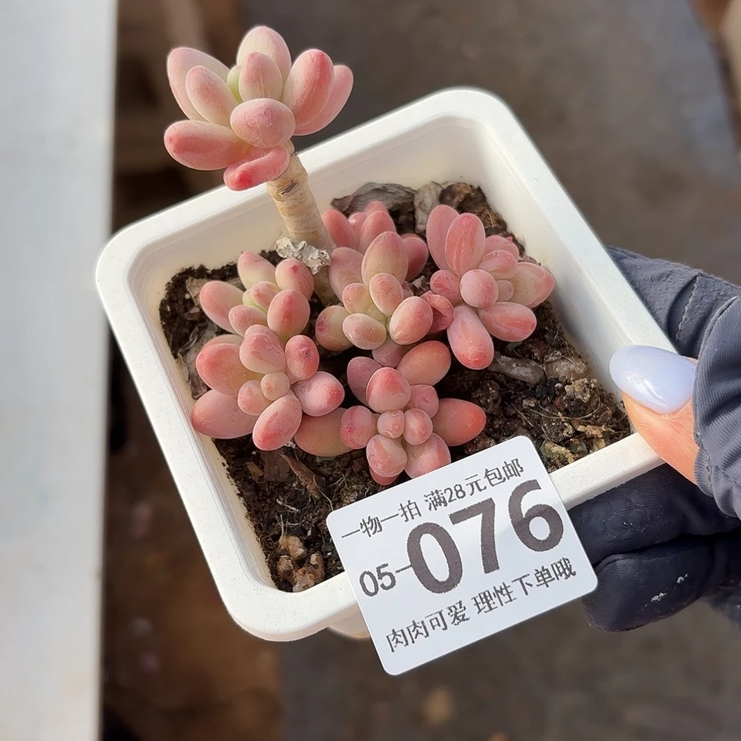 樱花奶多肉无盆土发货